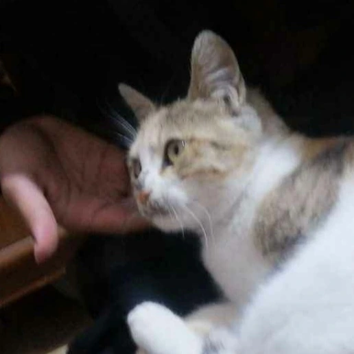 Moon_cat emote