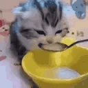 veryCAT emote