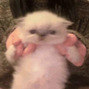 tupidWiggle emote