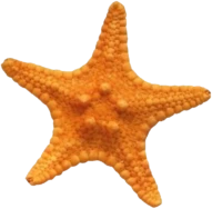 star_fish emote