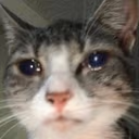 CE_PlsReply emote