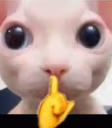 STFU emote