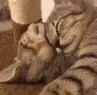CE_CattoSnuggles emote