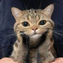 hmm emote