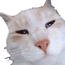 meow emote