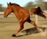 horse emote