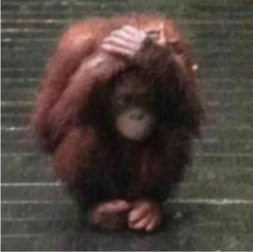 monkeysad emote