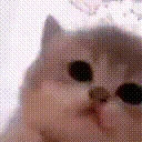 kitty_jamming emoji