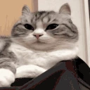 KomaruYawn emote