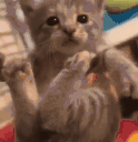 catInspect animated emote