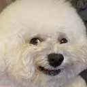 dogEh emote