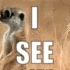 ISeeMeerkat emote