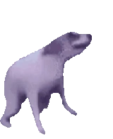 doggo_dance_fast emote