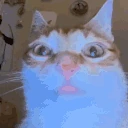 catGlare emote
