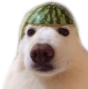 dog_dua static emote