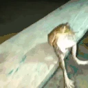 Relajao emote