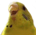 screm emote