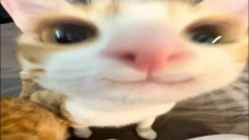 catHappy emote