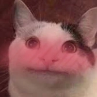 beluga_cat_blush emote