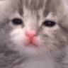 SadKitty emote