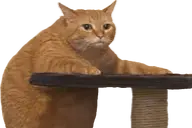NowWot emote