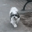 DogDance emote
