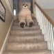 TheStairs emoji