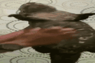 washing animated emote