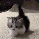 walk emote