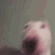waltervibe emote