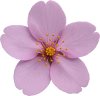 Purplesakuraflower emote