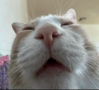 bus emote