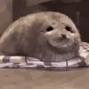 sealHappy emoji