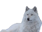 auuu emote