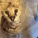 pizza emote