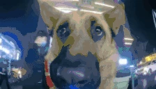 dog emote