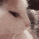 bop emote