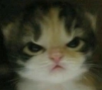 rage static emote