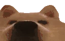 STARE emote
