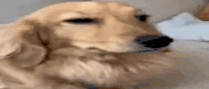 O_O animated emote