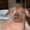 uglyassdog emote