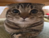 well emote