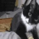 SCHIZOcat emote