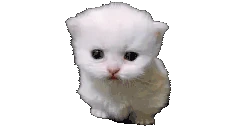 mitosis emote