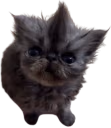 Kevin emote