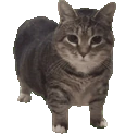 OIIA emote