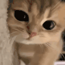 ebalo animated emote
