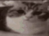 bam emote