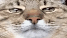 obama emote