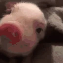 pigLookingCute emote